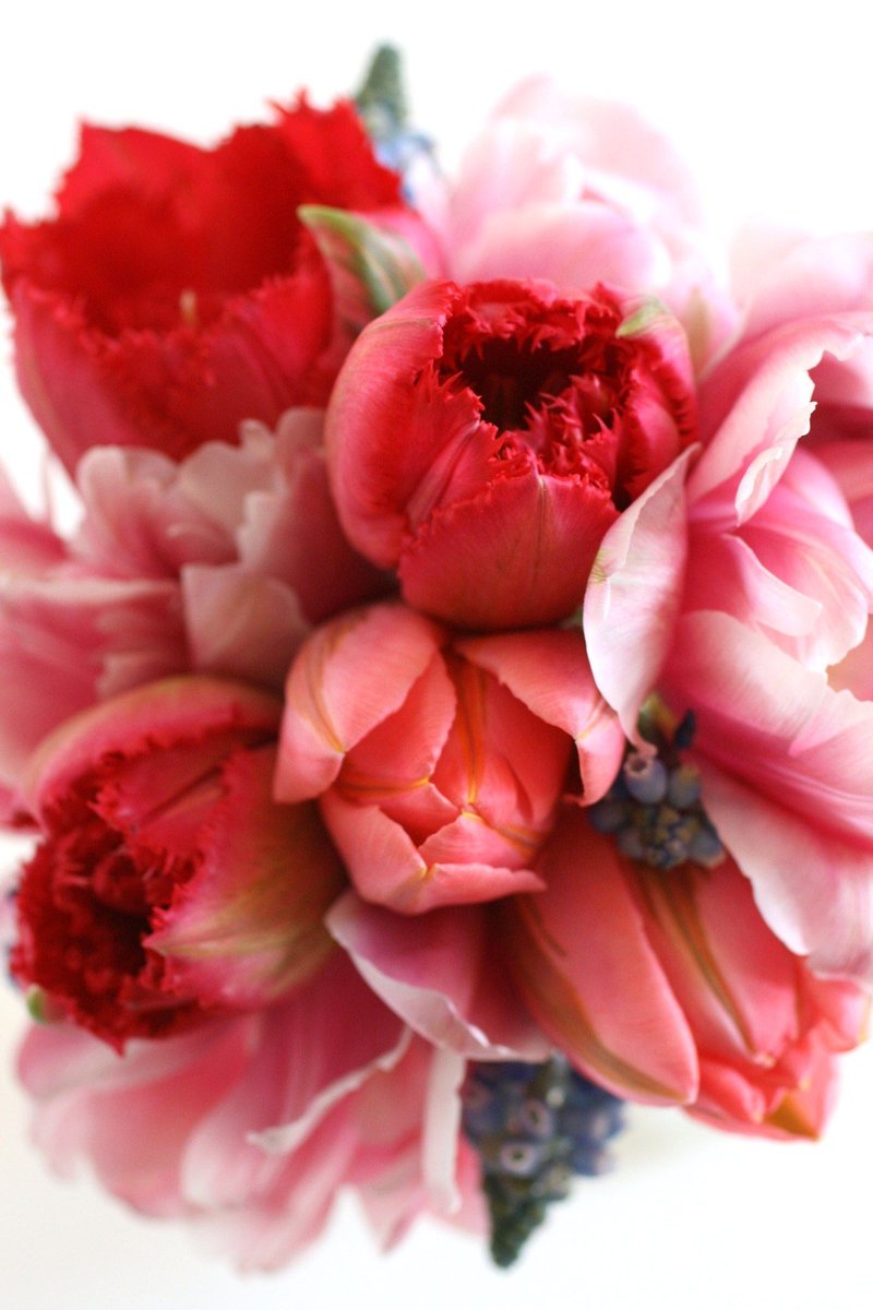 <a href="/senan_yahia/">yahia Senan</a> <a href="/RebeccaCreedy/">Rebecca</a> Roses are a blessing from nature, heavens and earth to people. Roses can assist you connect sentiments of joy and grief in life. When individuals are in love, they convey their feelings with flowers rather than words.