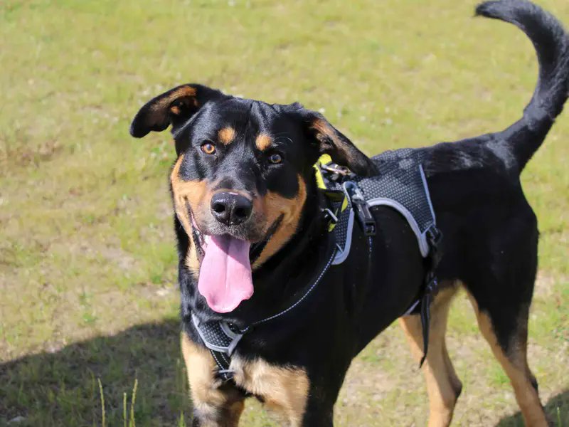 AdoptionsUk's tweet photo. Please retweet to help Roger find a FOSTER WITH VIEW TO ADOPT home #DARLINGTON #COUNTYDURHAM #UK   

Large #Rottweiler cross aged 1-2. He needs an adult home as the only pet but can walk with dog pals. Please read full info🌟 

DETAILS or APPLY👇
https://t.co/BYJi8SNN5Z
 #dogs https://t.co/KEQXIAqmZP