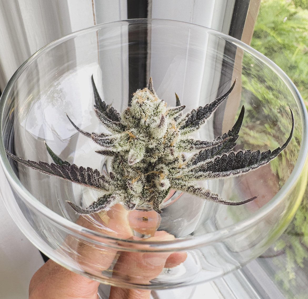 Day 65 sample and trich check. Not yet... Truffaloha #1