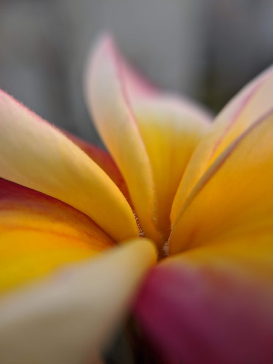 fahim_al_mahmud's tweet image. Photography is all about composition 💥

If you keep looking for the best tool out there to take photographs, you&apos;ll never be satisfied because there will always be something better than yours.

But, if you understand what makes photography special, if you understand what draws…