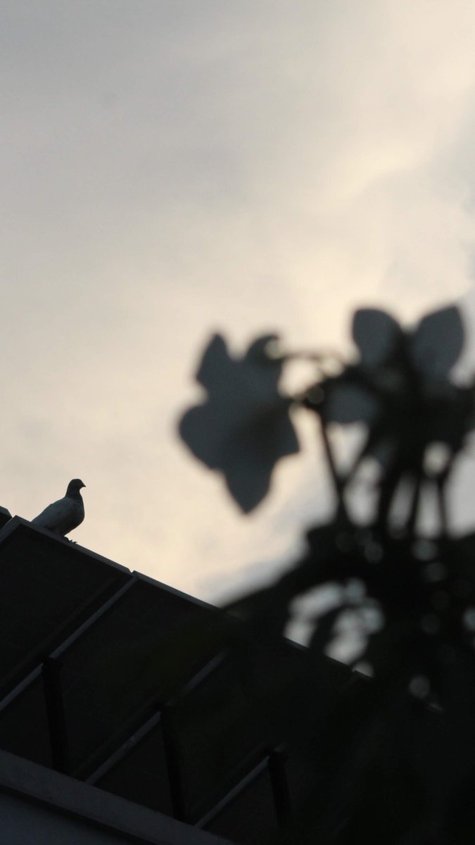 fahim_al_mahmud's tweet image. Photography is all about composition 💥

If you keep looking for the best tool out there to take photographs, you&apos;ll never be satisfied because there will always be something better than yours.

But, if you understand what makes photography special, if you understand what draws…