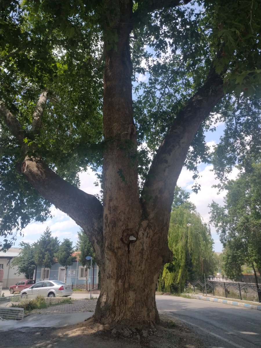 tarihikonya's tweet photo. Konya Meram'da, Meram Çayı kenarında bulunan yaklaşık 210 yaşında olan bir anıt ağaç. Ağacın cinsi doğu çınarıdır. https://t.co/Ar5UCGHpMJ