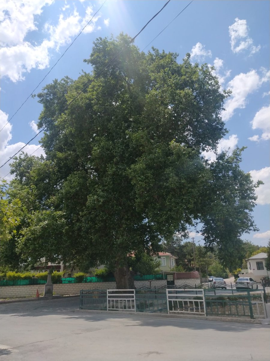 tarihikonya's tweet photo. Konya Meram'da, Meram Çayı kenarında bulunan yaklaşık 210 yaşında olan bir anıt ağaç. Ağacın cinsi doğu çınarıdır. https://t.co/Ar5UCGHpMJ