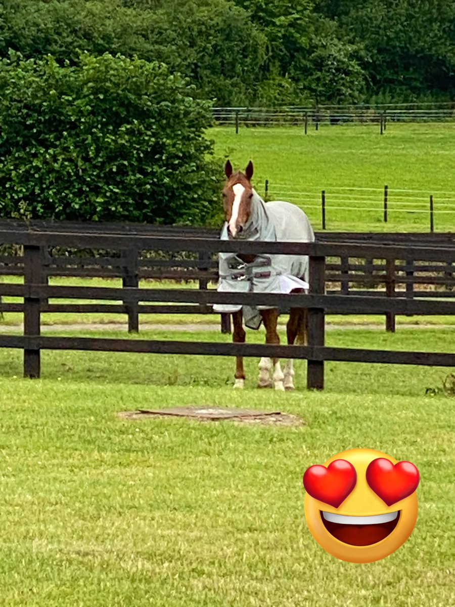 TMBloodstock's tweet photo. To look out ur window on a Sunday morning and see this amazing horse looking in at you is a feeling I will never get sick of 🏇#NativeRiver @AtTheRaces @rpbloodstock @RacingTV @RacingPost https://t.co/6LatAS2yPi