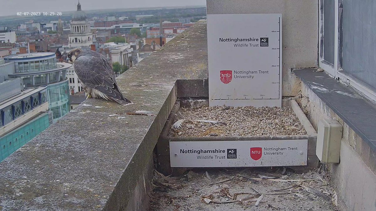 NottsFalconcam tweet picture