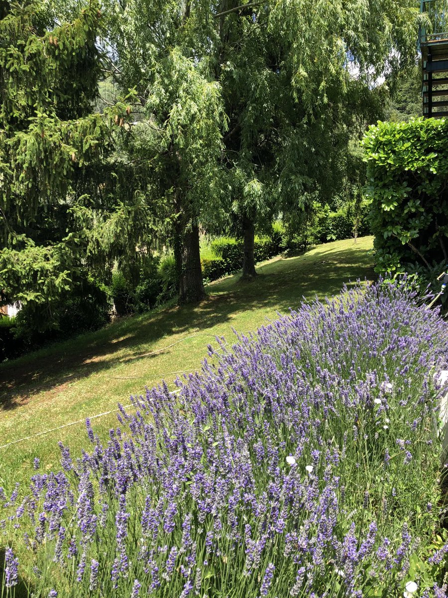 45Beatriz's tweet photo. Tiempo de lavanda
#Mirafloreando https://t.co/FAKf11ozli