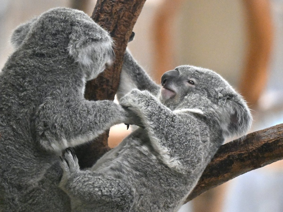金沢動物園で暮らすコアラの親子、ぼたんとひなぎく。
久しぶりに見た優しい優しい可愛がり。
こうしてスチールだと思うわかりにくいけど、この時のぼたんの手はとってもゆっくりそっと触ってる。
ひなぎくも嬉しそう。

#金沢動物園