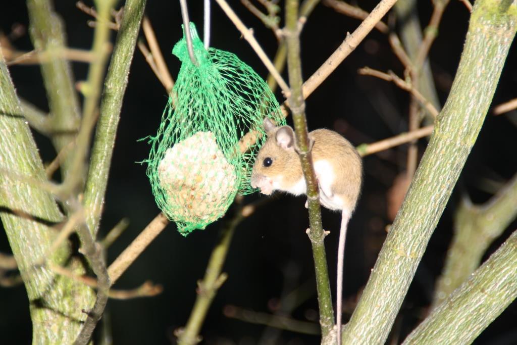 etherlink3's tweet image. Hier ist meine schlaue Maus. Liebe @DieMaus macht bitte weiter so, lasst euch nicht beirren.