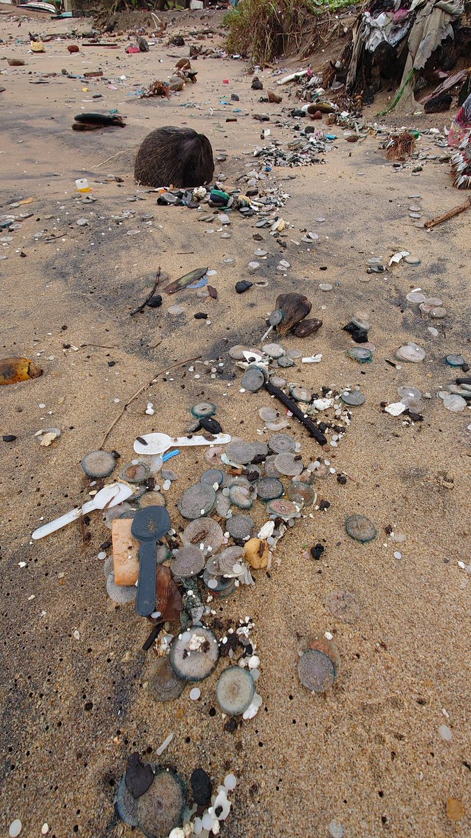 PearlProtectors's tweet image. Massive amounts of #Bluebutton jellyfish have washed ashore along the Western Province shorelines in #SriLanka

Although these #jellyfish are not considered harmful, they have tiny barbs on their tentacles that can cause a sting to a human, but is more known to cause irritation
