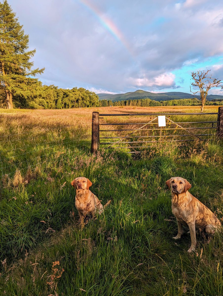 Albert and Bera 🐶🐕 Bert's Legacy 🌈 ❤️ tweet media