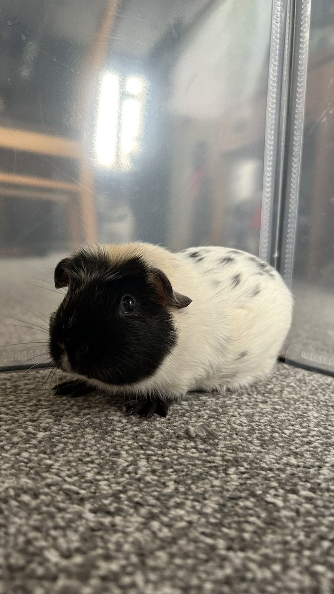izzy565738411's tweet photo. @NiallOfficial  please help me name him, he’s been nameless for two weeks https://t.co/Dkf2lHtoQ3