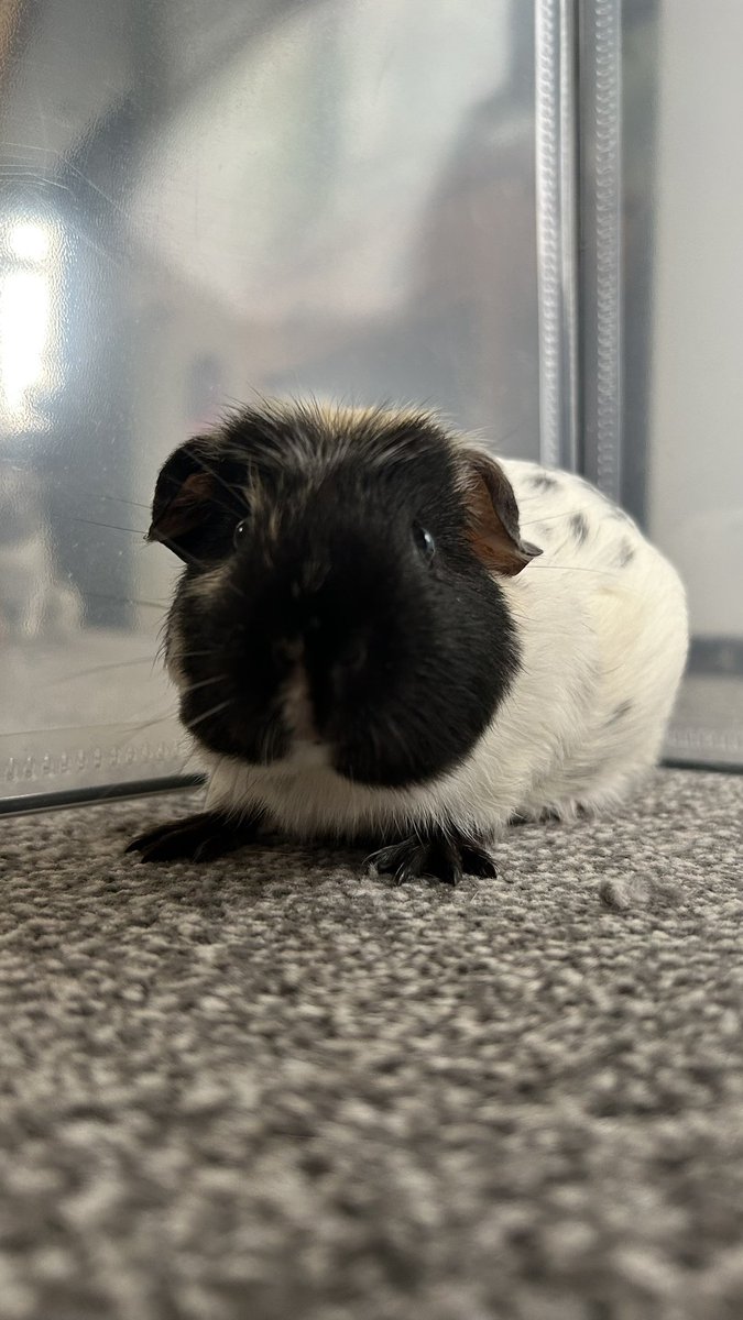izzy565738411's tweet photo. @NiallOfficial  please help me name him, he’s been nameless for two weeks https://t.co/Dkf2lHtoQ3
