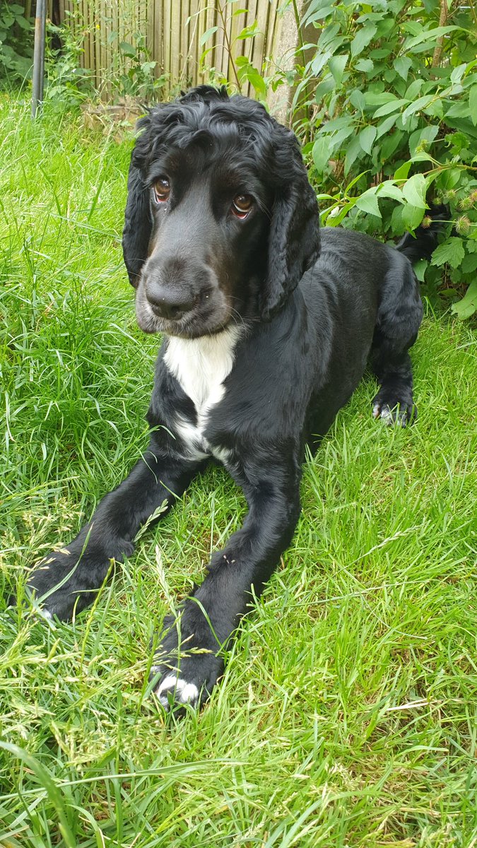 Sophiegroomer came to my house and gave me a big fur cut.  She said I was a little angel.😇🤣  She doesn't know me very well yet
