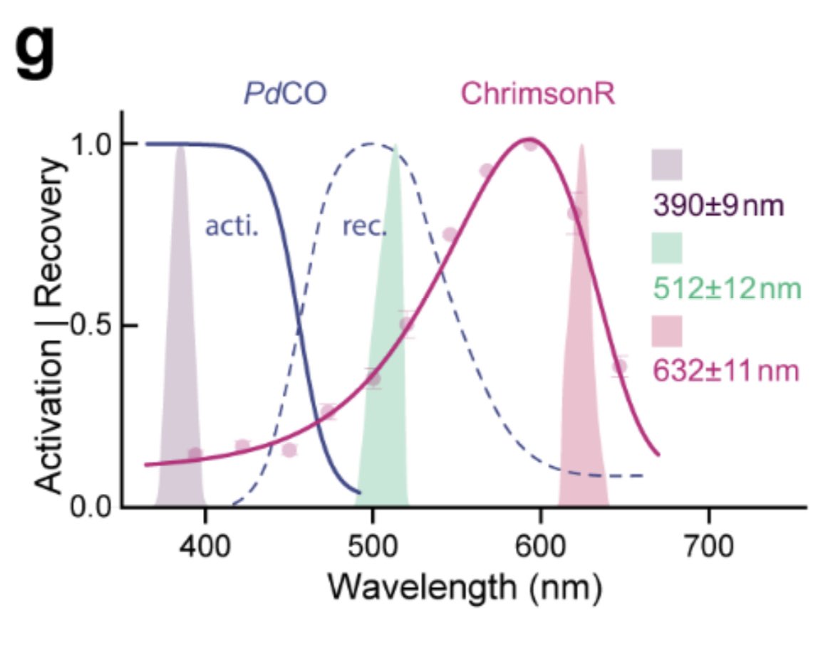 TrackingActions's tweet photo. Looks like a really powerful tool to do fine-grained circuit dissection with combinatorial +|- opto during behavior! 🐭👏 

@OferYizhar &amp; @JWietek et al bravo! https://t.co/BBYw0iLfhP
