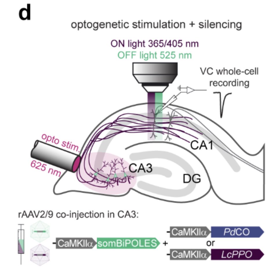 Mackenzie Mathis, PhD (@trackingactions) on Twitter photo Looks like a really powerful tool to do fine-grained circuit dissection with combinatorial +|- opto during behavior! 🐭👏
<a href="/OferYizhar/">Ofer Yizhar 💔</a> & @JWietek et al bravo! Looks like a really powerful tool to do fine-grained circuit dissection with combinatorial +|- opto during behavior! 🐭👏
<a href="/OferYizhar/">Ofer Yizhar 💔</a> & @JWietek et al bravo!