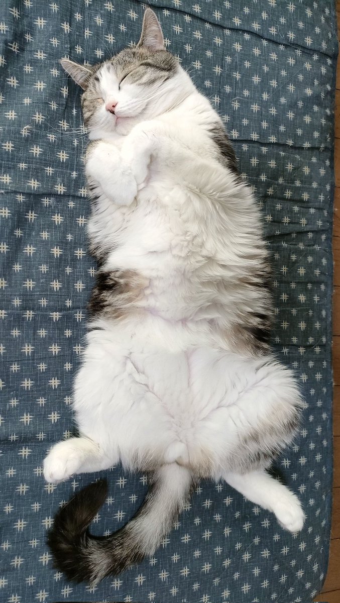 lifewithfourca1's tweet photo. この笑顔守りたい
#猫 #ねこ #猫好きさんと繋がりたい 
#猫がいる幸せ #猫のいる暮らし https://t.co/9RD8aCtqhs