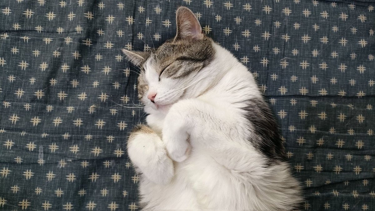 lifewithfourca1's tweet photo. この笑顔守りたい
#猫 #ねこ #猫好きさんと繋がりたい 
#猫がいる幸せ #猫のいる暮らし https://t.co/9RD8aCtqhs