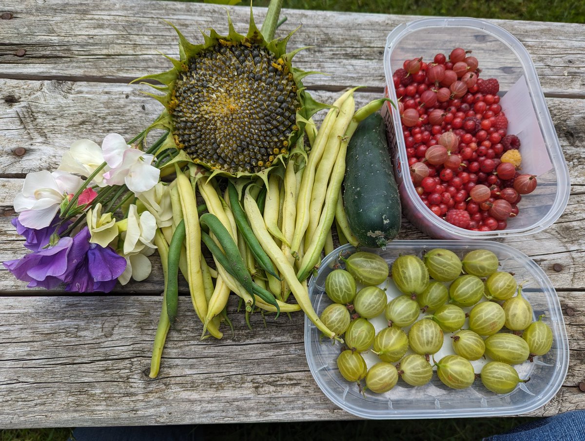 allotmentgrace's tweet photo. Today's harvest. 💚 
#allotment #allotmentlove https://t.co/Tefg1tHXZt