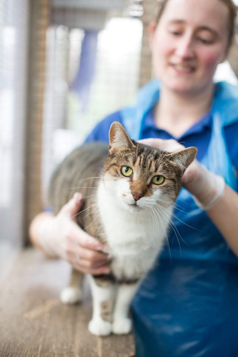 Cats Protection helps an average of 157,000 cats and kittens every year. We couldn’t do this without our dedicated volunteers. Find our range of available roles near you: spr.ly/6019PDbAB #ThankYouDay 😺
