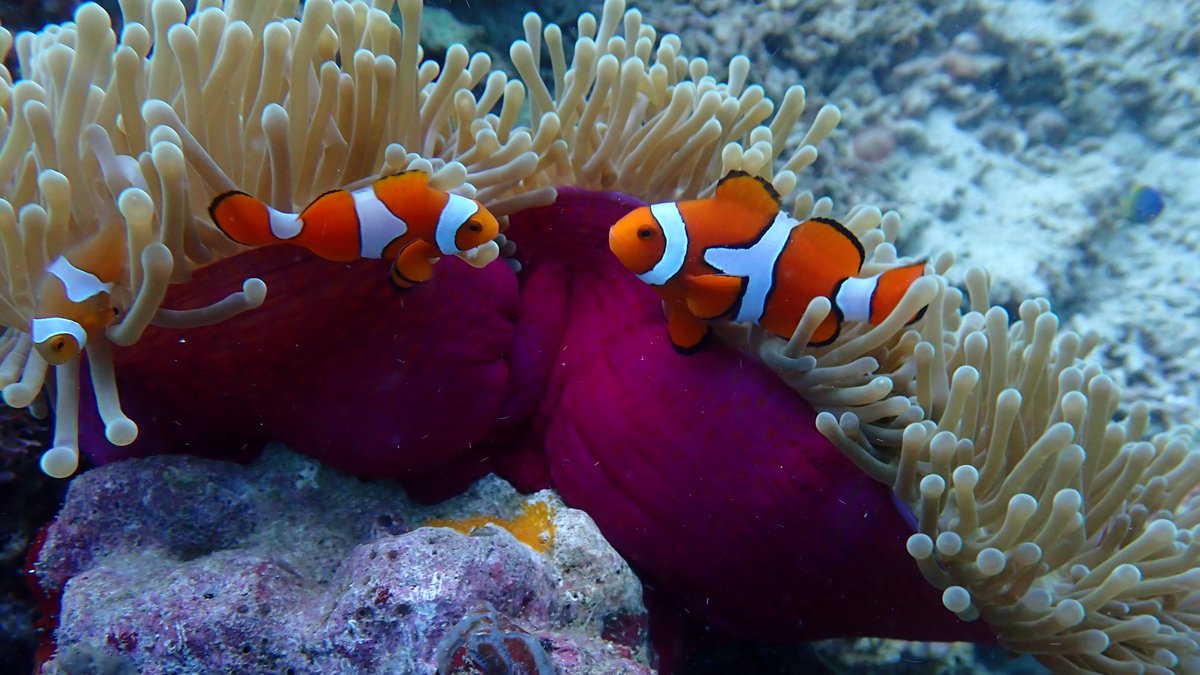 Theresa Rueger (@theresarueger) on Twitter photo 📣🌟PhD and Post-doc🌟📣 with <a href="/BustonLab/">Pete Buston 🐟</a>, Mike Cant and I working on Kimbe Bay anemonefish. Official ads coming soon. Start Sept 23/Jan 24.
Some details below. DM me if interested! 📣🌟PhD and Post-doc🌟📣 with <a href="/BustonLab/">Pete Buston 🐟</a>, Mike Cant and I working on Kimbe Bay anemonefish. Official ads coming soon. Start Sept 23/Jan 24.
Some details below. DM me if interested!
