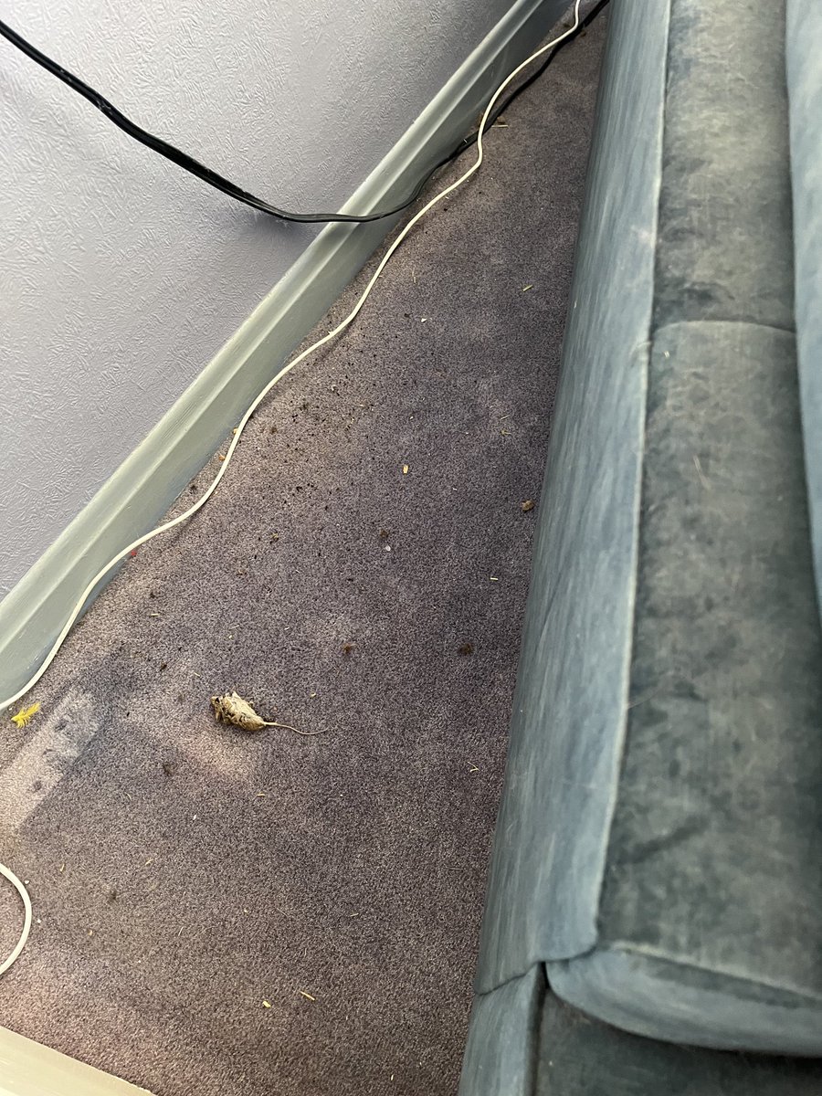 talisman_cat's tweet photo. I blame my two ginger nephews, they blame my niece Nori and she blames me which it was not. #cats #deadmouse #catsoftwitter https://t.co/K6vGypIa3O