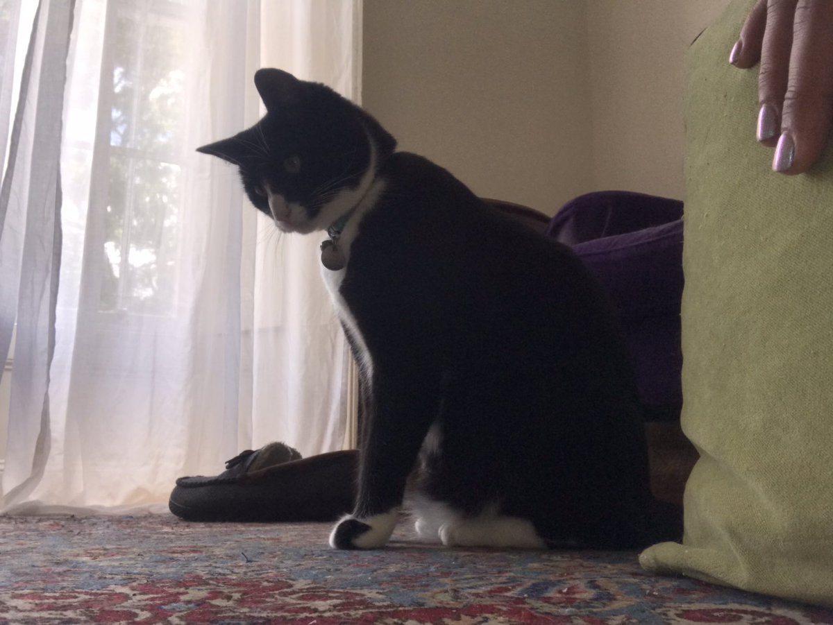 Catswhiskersuk's tweet photo. A heartwarming breakthrough with Stanley today! He took the initiative and asked for pets, showcasing the deepening trust between us. It's a beautiful moment to see him seek affection, and I happily obliged. ❤️ #StanleysProgress #TrustingPaws #MutualAffection #DeepeningBond https://t.co/bgMvsN2xt6