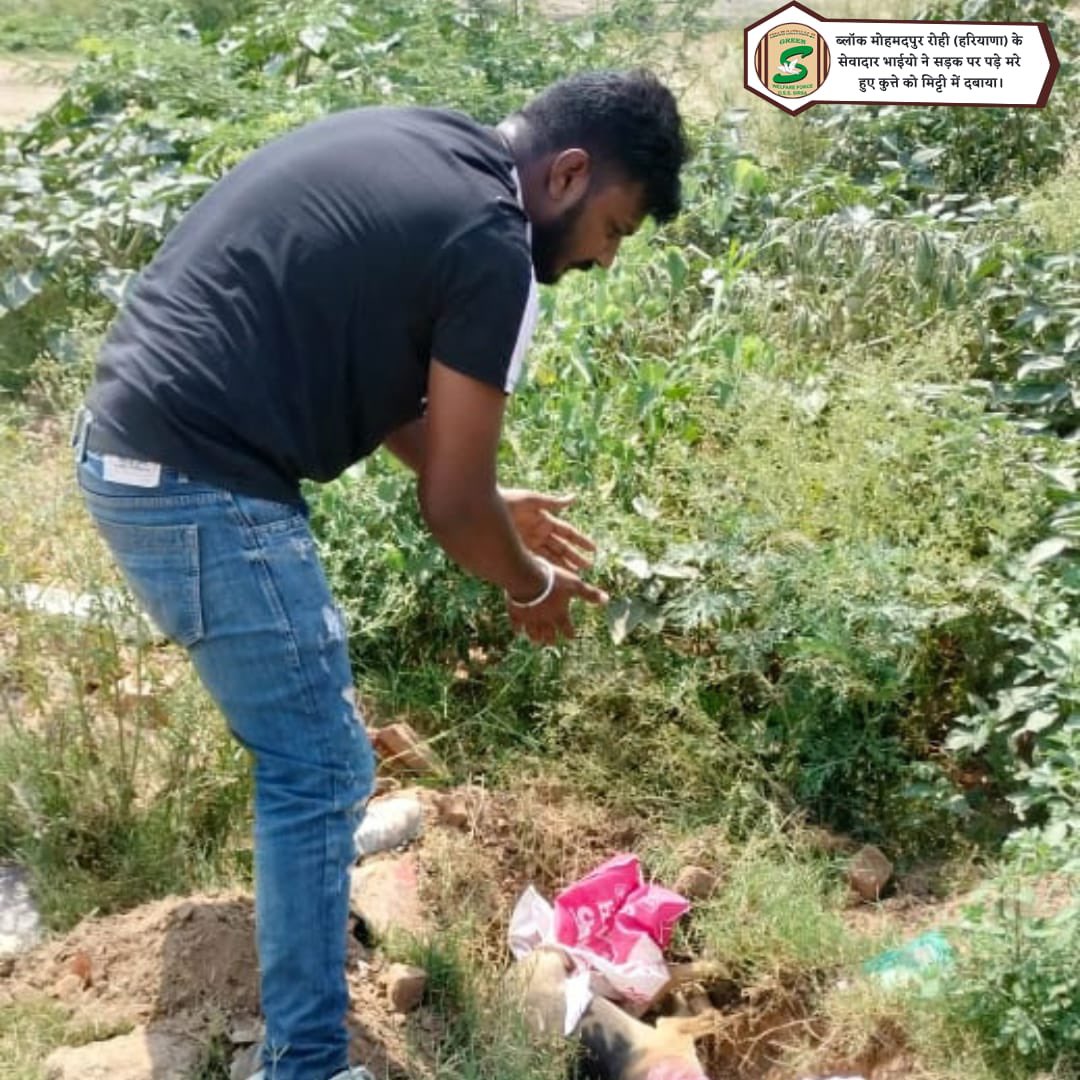 GreenSwelfares's tweet photo. A compassionate Shah Satnam Ji Green 'S' Welfare Force Wing volunteer removed a deceased dog from the road today. A somber reminder of our responsibility towards all creatures! #AnimalWelfare #RoadSafety #RespectForAllLife #DeraSachaSauda https://t.co/r6FhBnpouj
