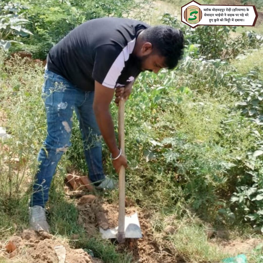 A compassionate Shah Satnam Ji Green 'S' Welfare Force Wing volunteer removed a deceased dog from the road today. A somber reminder of our responsibility towards all creatures! #AnimalWelfare #RoadSafety #RespectForAllLife #DeraSachaSauda