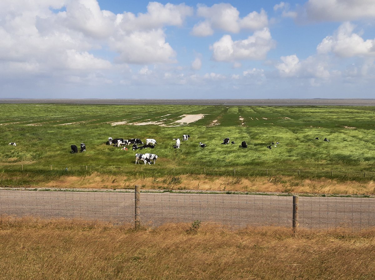 Johvsinderen's tweet photo. Na een geslaagd Symposium van https://t.co/wnFyg3BYBn ivm 20 jaar met #Kringlooplandbouw op 30 juni, nu maar weer even rondje doen en van de #rust & #ruimte genieten 🍀🌻🐝🐑🐄🐣🐥🌾🥔🌽 #GemengdBedrijfNieuweStijl #PAVEx @WUR @minlnv @RVO_Agrarisch @LivingLabFrl @2eKamertweets https://t.co/yPmJUjgdbp
