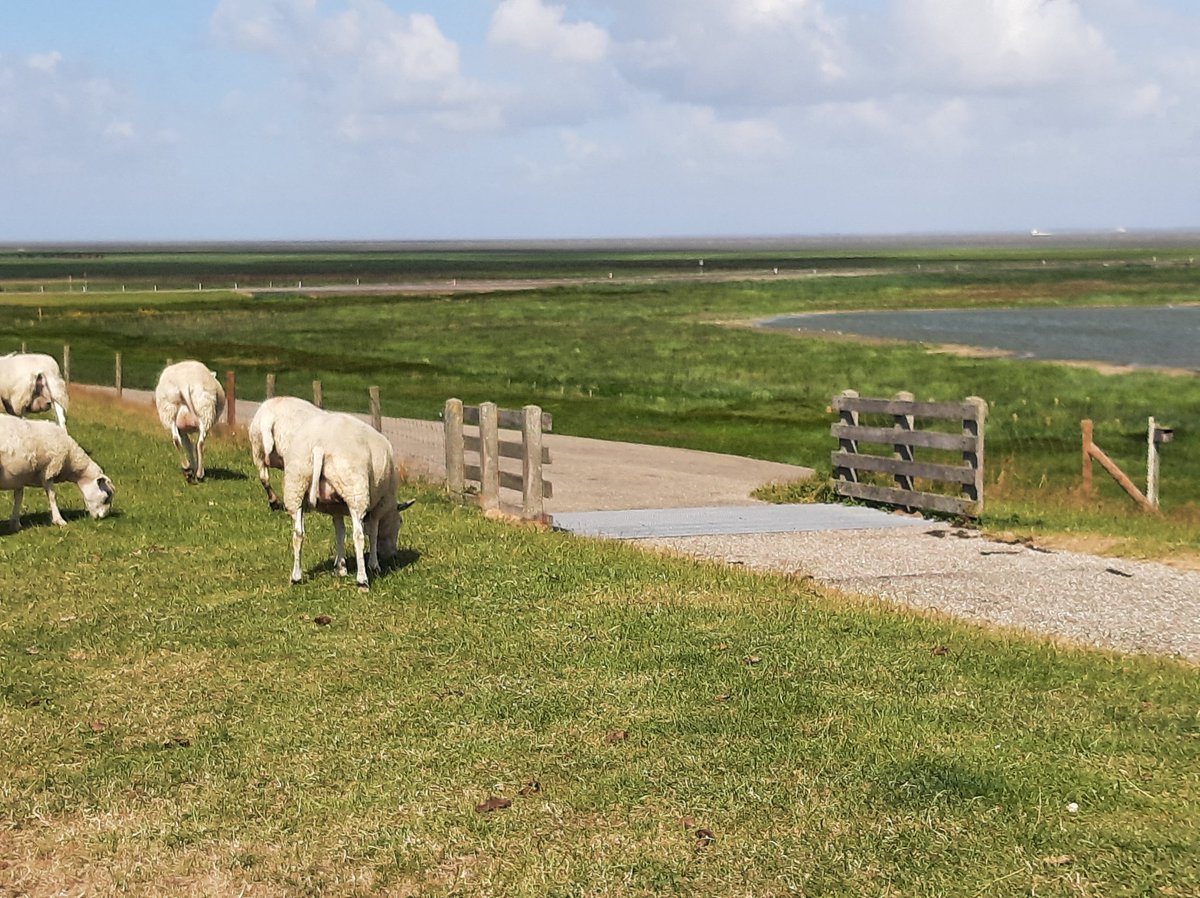 Johvsinderen's tweet photo. Na een geslaagd Symposium van https://t.co/wnFyg3BYBn ivm 20 jaar met #Kringlooplandbouw op 30 juni, nu maar weer even rondje doen en van de #rust & #ruimte genieten 🍀🌻🐝🐑🐄🐣🐥🌾🥔🌽 #GemengdBedrijfNieuweStijl #PAVEx @WUR @minlnv @RVO_Agrarisch @LivingLabFrl @2eKamertweets https://t.co/yPmJUjgdbp