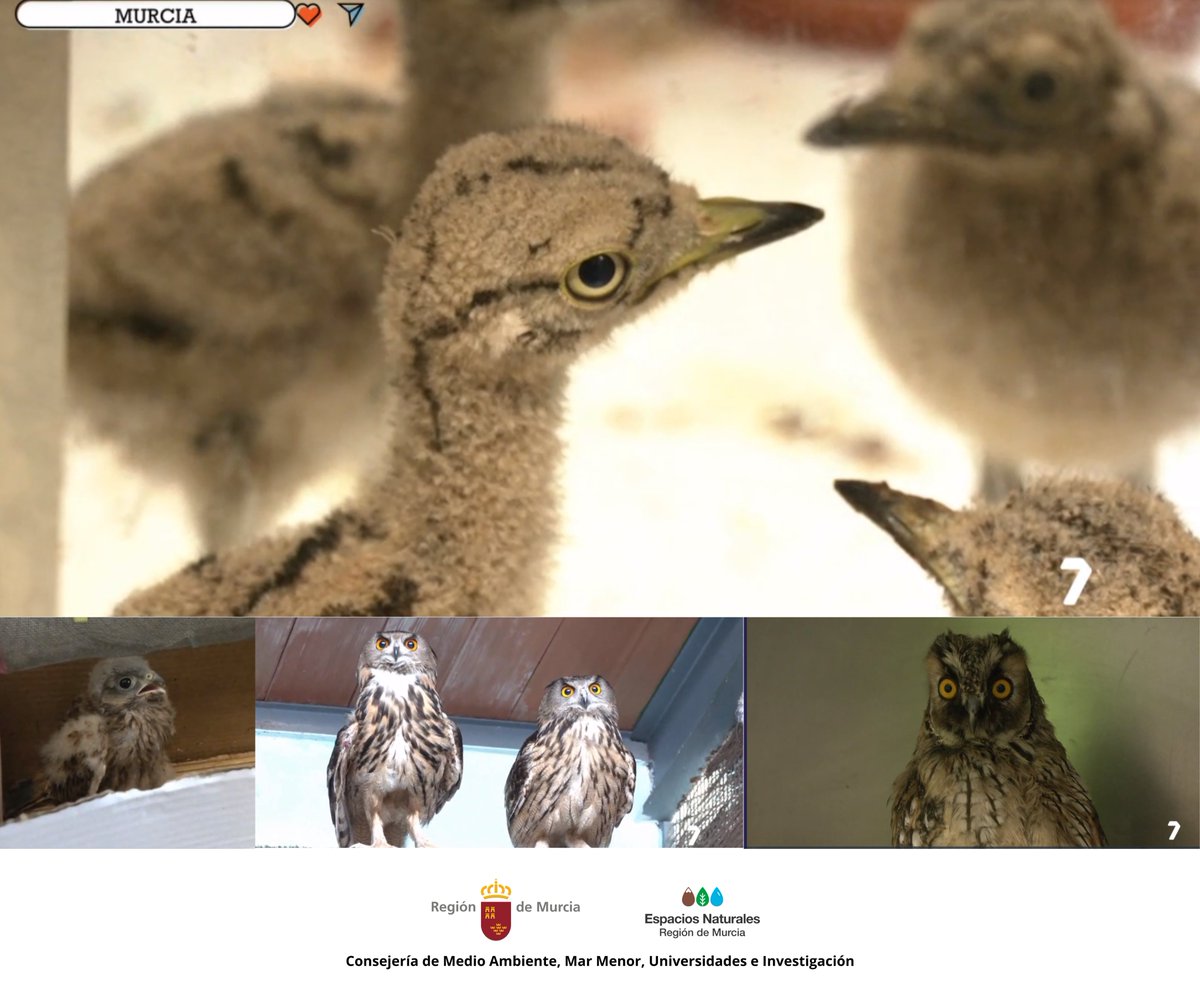 ElVallePR's tweet image. ¿Quieres conocer el funcionamiento del #CRFS del #ElVallePR? 
Pincha en el enlace y en el minuto 37:20 podrás descubrirlo de la mano del programa Stories de verano, de TV7 ⬇️
la7tv.es/video/stories-…