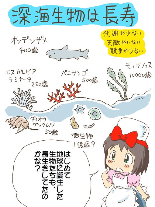 大きな取引 特別展 海 センジュナマコ ぬいぐるみ