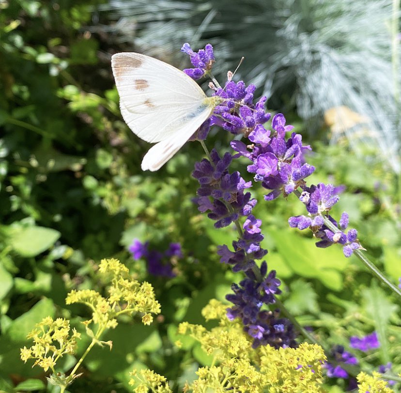 Eindelijk weer vlinders in de tuin 💛