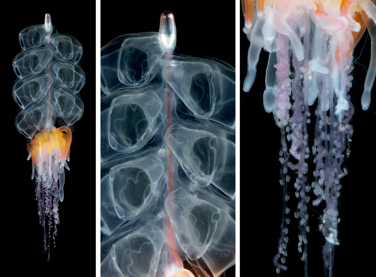 #PhDAlert! We have a 4-year #PhDposition available in #Siphonophore biosystematics and biogeography at @NHMuseum_Bergen @UiB_museet @UiB. RT highly appreciated. Deadline 15th August. More info & how to apply: bit.ly/PhD_Sipho @AinoHosia @LuisFMartell