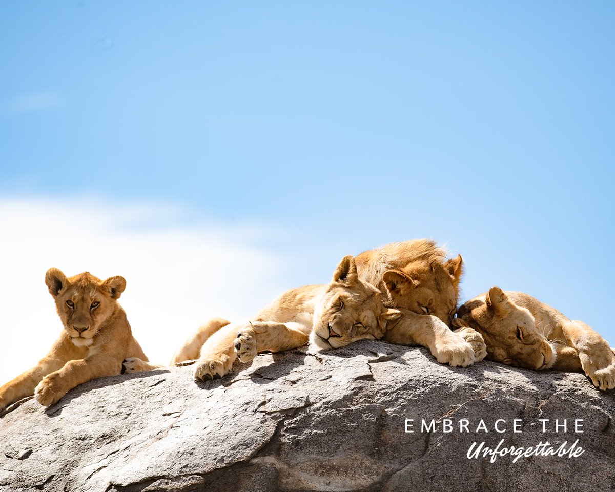 Unveiling the Mysteries of Sleeping Lions: Witness the Majesty of Tanzania's Safari
.
.
——————————————————
#wildlifesafari #wildlifelover  #travellerschoice #TripAdvisor  
#serengeti  #Tanzaniaparks  
#TanzaniaTourism #BucketListAdventures 
#TanzaniaUnforgettable #TanzaniaSafari