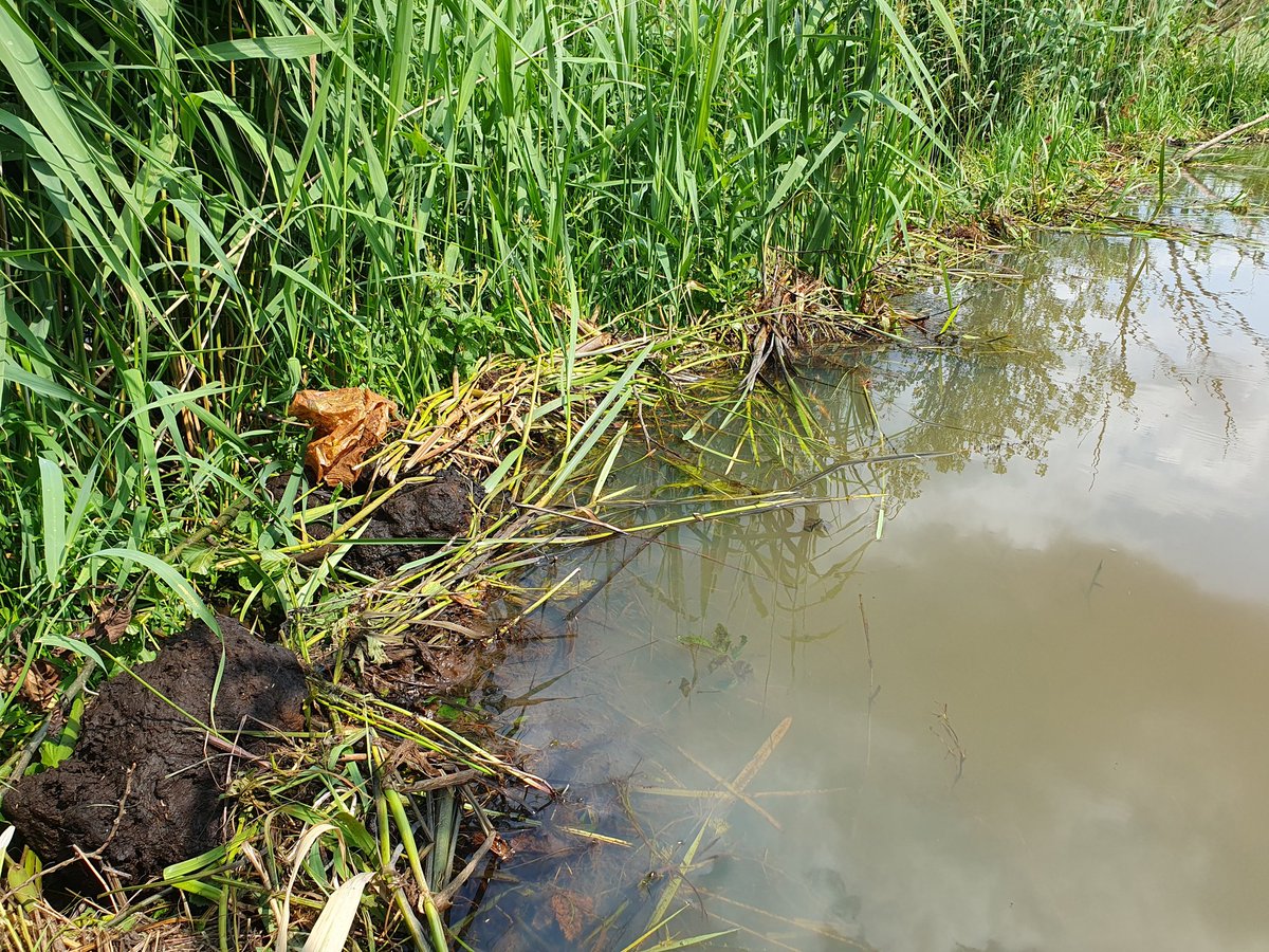 cindydejonge99's tweet photo. #Buildingwithnature
Dat doen ze hier gewoon op z'n Drents, met het bruine goud.
#BeversNoordNL https://t.co/2VEeBalR0N