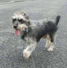 02.07.23 Trouvée chienne Griffon Nivernais à Albi (Rayssac). Collier bleu. Non identifiée. Est au chenil d'Albi/Ranteil. #Tarn #chien