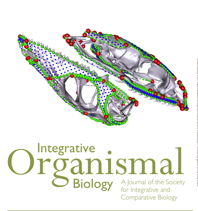 iobjournal's tweet photo. In issue! 
High-Density #Geometric #Morphometric Analysis of Intraspecific #Cranial Integration in the Barred Grass #Snake and Green #Anole 
by
Tharakan, Shepherd, Gower, Stanley, @rfelice , @anjgoswami , Watanabe

https://t.co/DGJ6DqnGD3

#macroevolutionary #evolution #science https://t.co/aTWLUqnptk