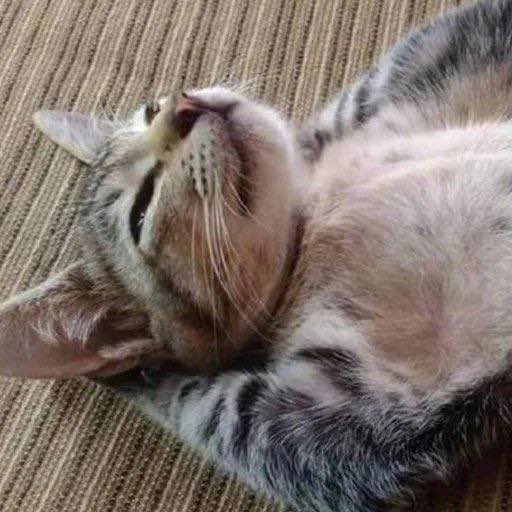 как хорошо что я почти не захожу в твиттер и мне не надо обходить лимит