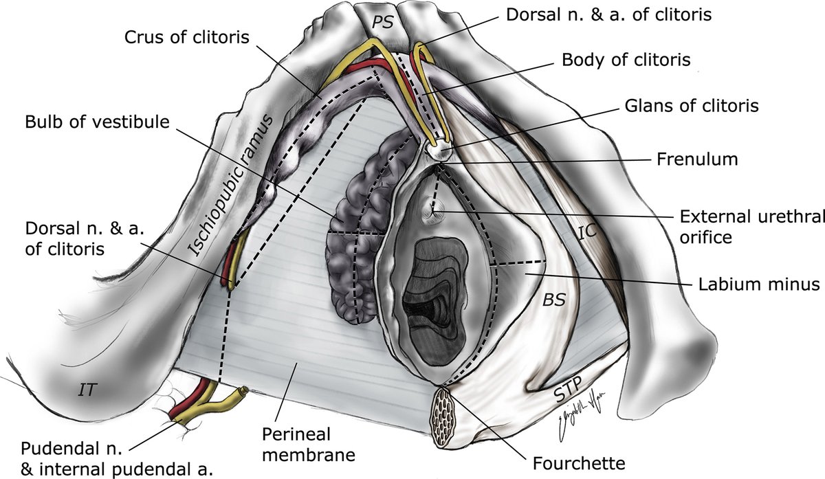 Anatomy, histology, and nerve density of clitoris and associated structures: clinical applications to vulvar surgery ow.ly/O3A550P26jp