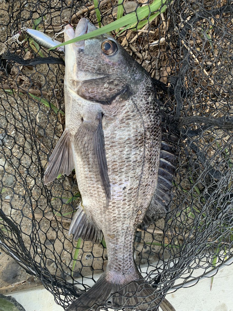 styleof717's tweet photo. 今日もシゴオワチニング〜🎣　OSPチニングバトルも終わってルアー縛りが無くなったので今回はメガバスさんのコレ🤩　1投目でいいチヌが出ました🤭

#メガバス
#swinghot
#チャンプルー76S
#BoggyOkinawa 
#ジャパンチニング https://t.co/b0q5h8ZEIp