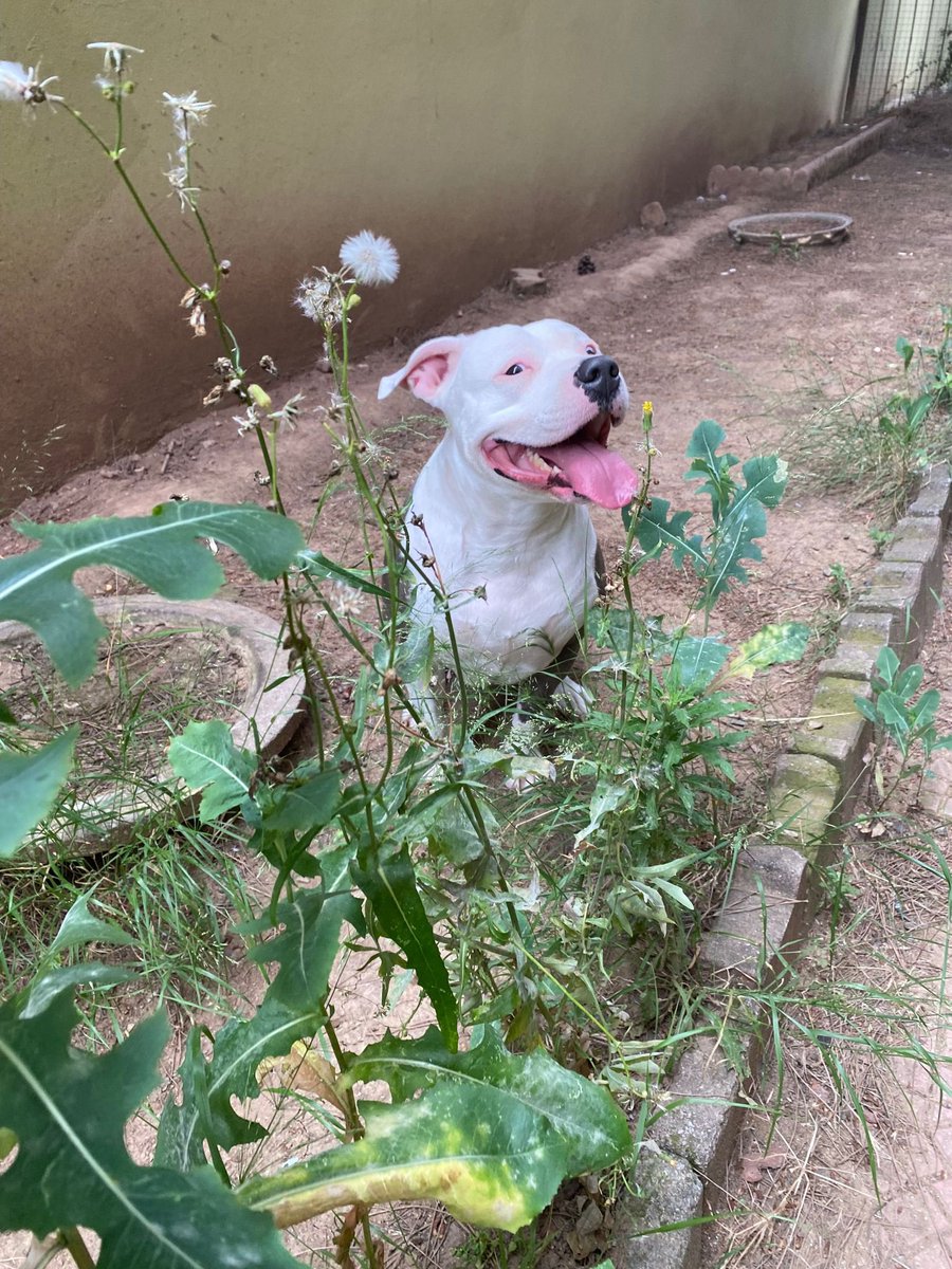 Baileysthepit's tweet photo. Nerdesim askım burdayum https://t.co/NtudPoJvtx