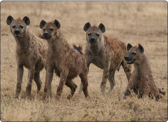 🔴 GREEDY BANYANA BANYANA PICKPOCKET SA🔴

The greedy Banyana Banyana players are demanding ridiculous, silly amounts 

For being in World Cup, each player demands:

 ● R400 000 for wearing a 🇿🇦 jersey.
● R800 000 : last 16
● R1.6m : 1/4 finals
● R2m : semis
● R3.5m : finals
