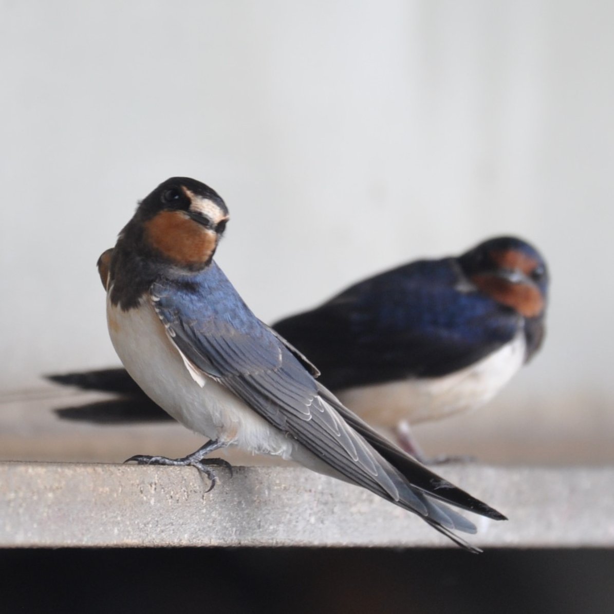 emyr_wyn's tweet photo. @elonmusk didn't pass the test. I think this photo of two swallows is symbolic of the fact that the blue bird and I are no longer communicating properly. It's time for a trial separation so, it's a #TwitterHoliday for me and we'll see where that takes us. #ThanksForTheMemories https://t.co/YTDGKsMvIa