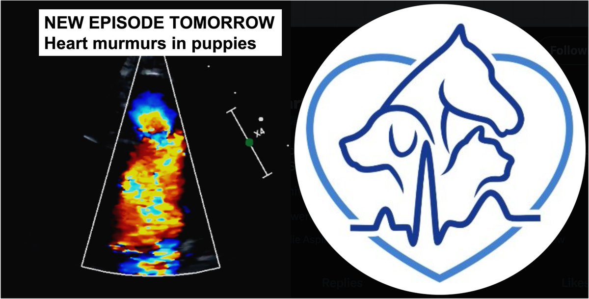 Jose Novo Matos (@j_novomatos) on Twitter photo Our podcast is now available on APPLE PODCASTS!YAY! The Animal Heartbeat podcast. Please follow and rate us on Apple! Thanks
We are releasing a New Episode Tomorrow: Heart Murmurs in Puppies! Hope you enjoy it! <a href="/heartbeat_pod/">The Animal Heartbeat podcast</a> #vetcardiology Our podcast is now available on APPLE PODCASTS!YAY! The Animal Heartbeat podcast. Please follow and rate us on Apple! Thanks
We are releasing a New Episode Tomorrow: Heart Murmurs in Puppies! Hope you enjoy it! <a href="/heartbeat_pod/">The Animal Heartbeat podcast</a> #vetcardiology