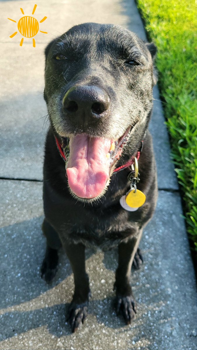 Vixen1267's tweet photo. It is very impawtant to exercise on a daily basis. Even if it involves numerous #snoot nudges up Mom's butt to get her out the door. #Labsassed #lrrofl_sfl #adoptdontshop #whorescuedwho #my💜 #WonderMuttwisdom #lifeinthetropics #livethelifeyoulove #blackdogrunsmyworld https://t.co/knm3Quk3jD