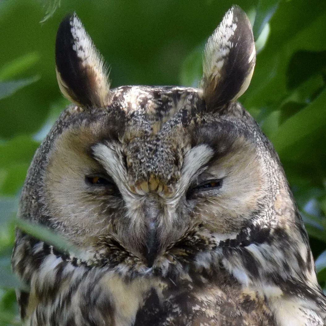 NMehuys's tweet photo. Ransuil 🦉🦉#nature #NaturePhotography #naturaleza #owl #búho #ransuil https://t.co/SMlJvqBjTG