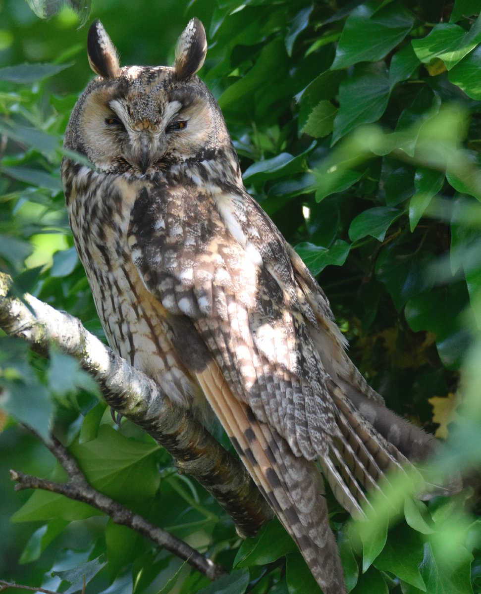 NMehuys's tweet photo. Ransuil 🦉🦉#nature #NaturePhotography #naturaleza #owl #búho #ransuil https://t.co/SMlJvqBjTG