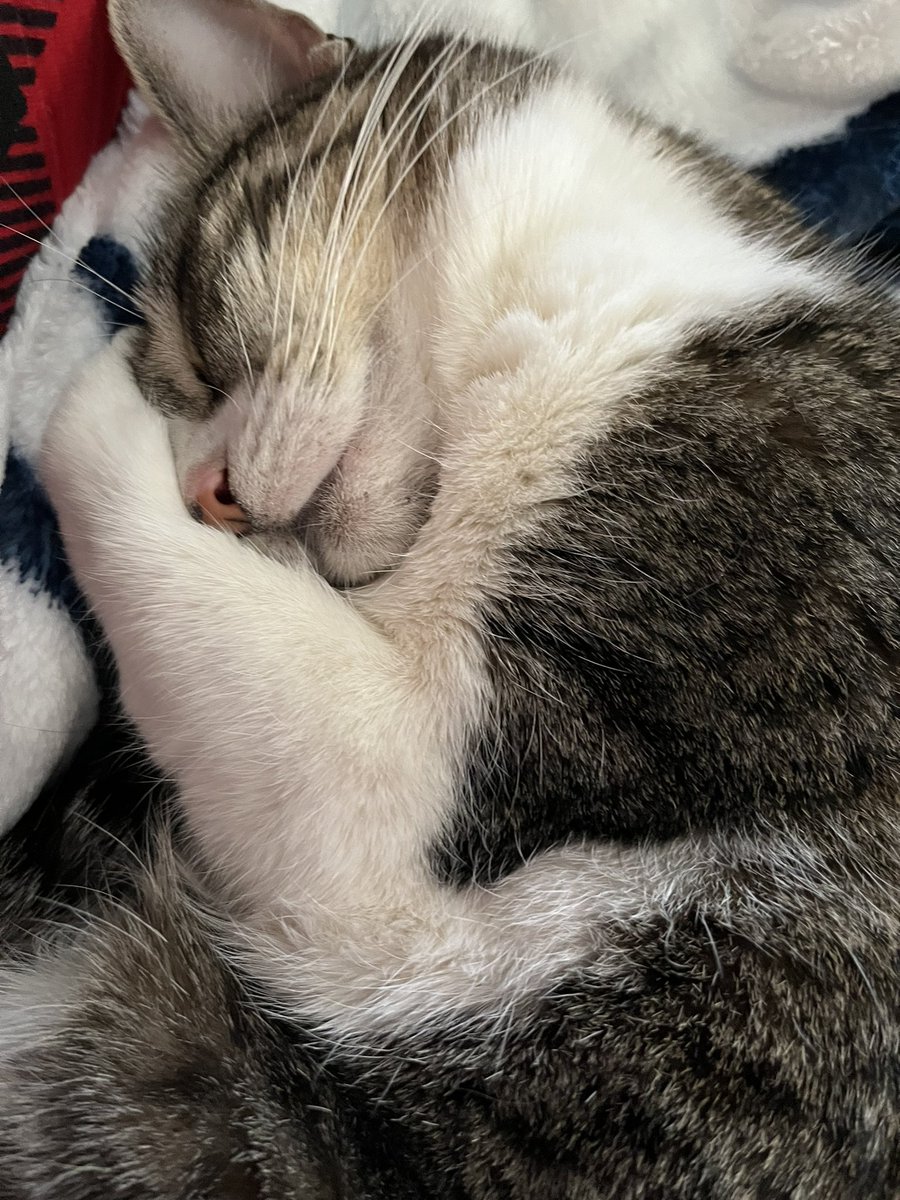 Salvester001's tweet photo. In case this is my only tweet (like yesterday) Happy Sunday everyone #BestTweeps ❤️ #CatsOfTwitter 😻 #RepBX Fix this crap @elonmusk cuz your greed is destroying @Twitter https://t.co/RNvw4khiNJ