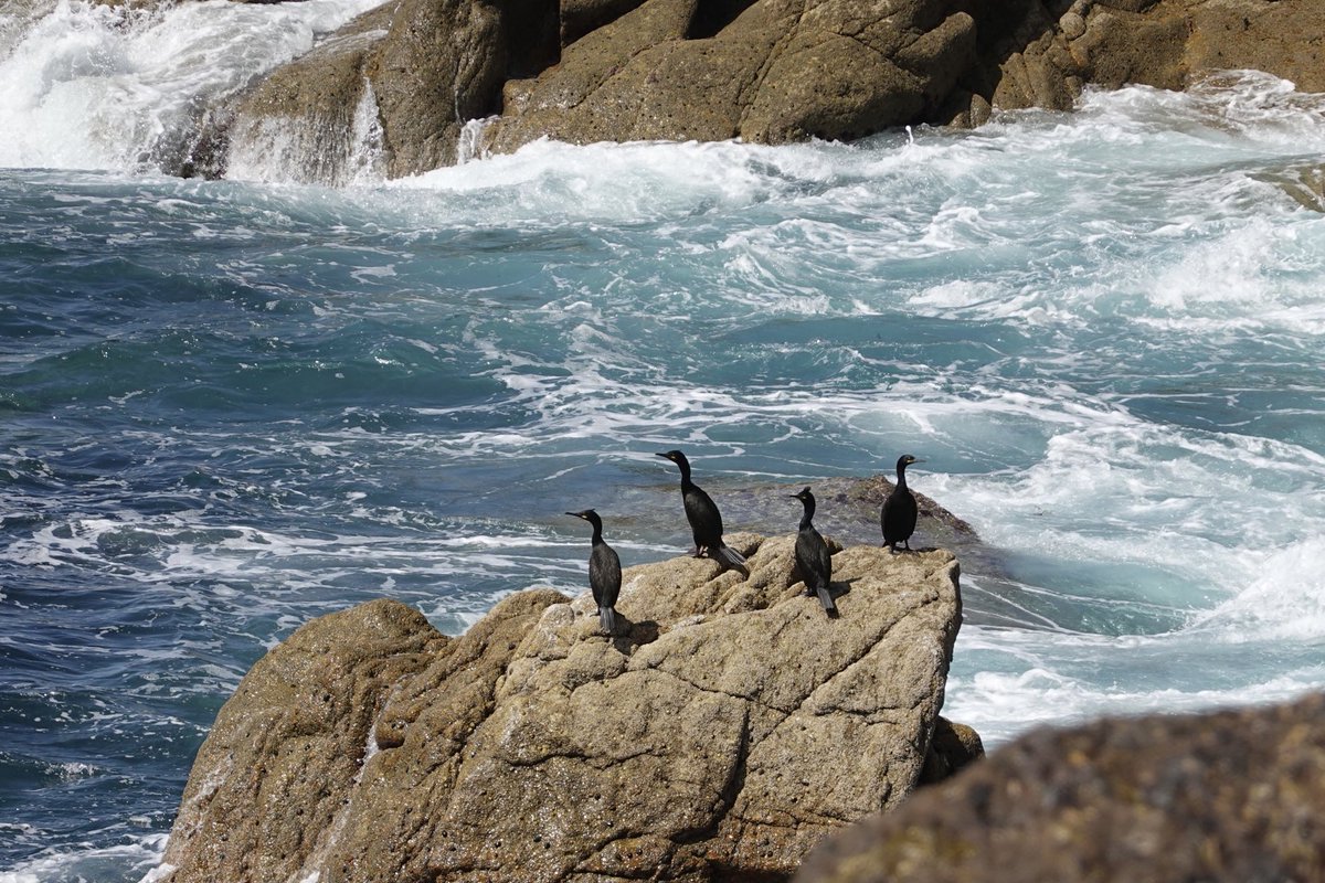 Shags on a rock #Lundy #Seabirds #Bristolchannel